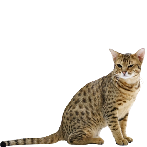 10 Fascinating Facts About Ocicat Cat