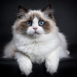 10 Fascinating Facts About Ragdoll Cats