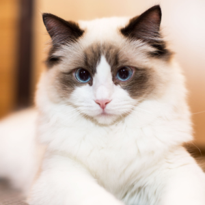 10-Fascinating-Facts-About-Ragdoll-Cats