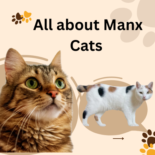 All about Manx Cats