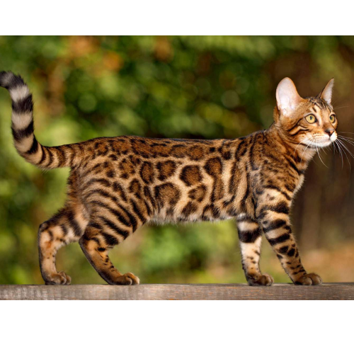 The Ultimate Guide to Bengal Cats