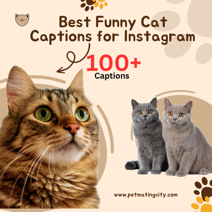 Best Funny Cat Captions for Instagram