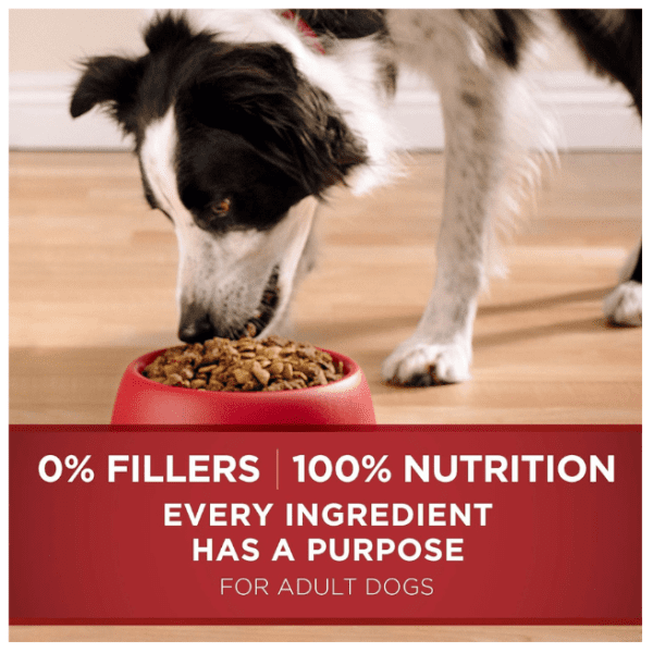 Best Purina one lamb & rice formula dry dog food