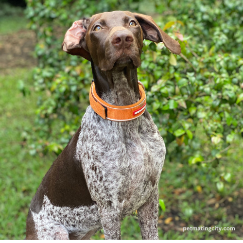 German shorthaired pointers Dog