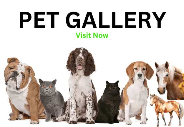 Pet Gallery