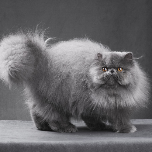Information about Persian Cat
