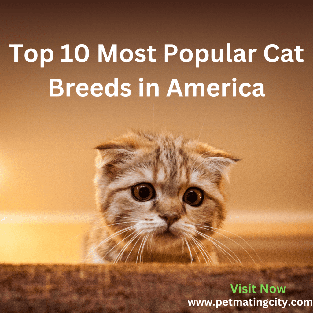 Top 10 Most Popular Cat Breeds in America