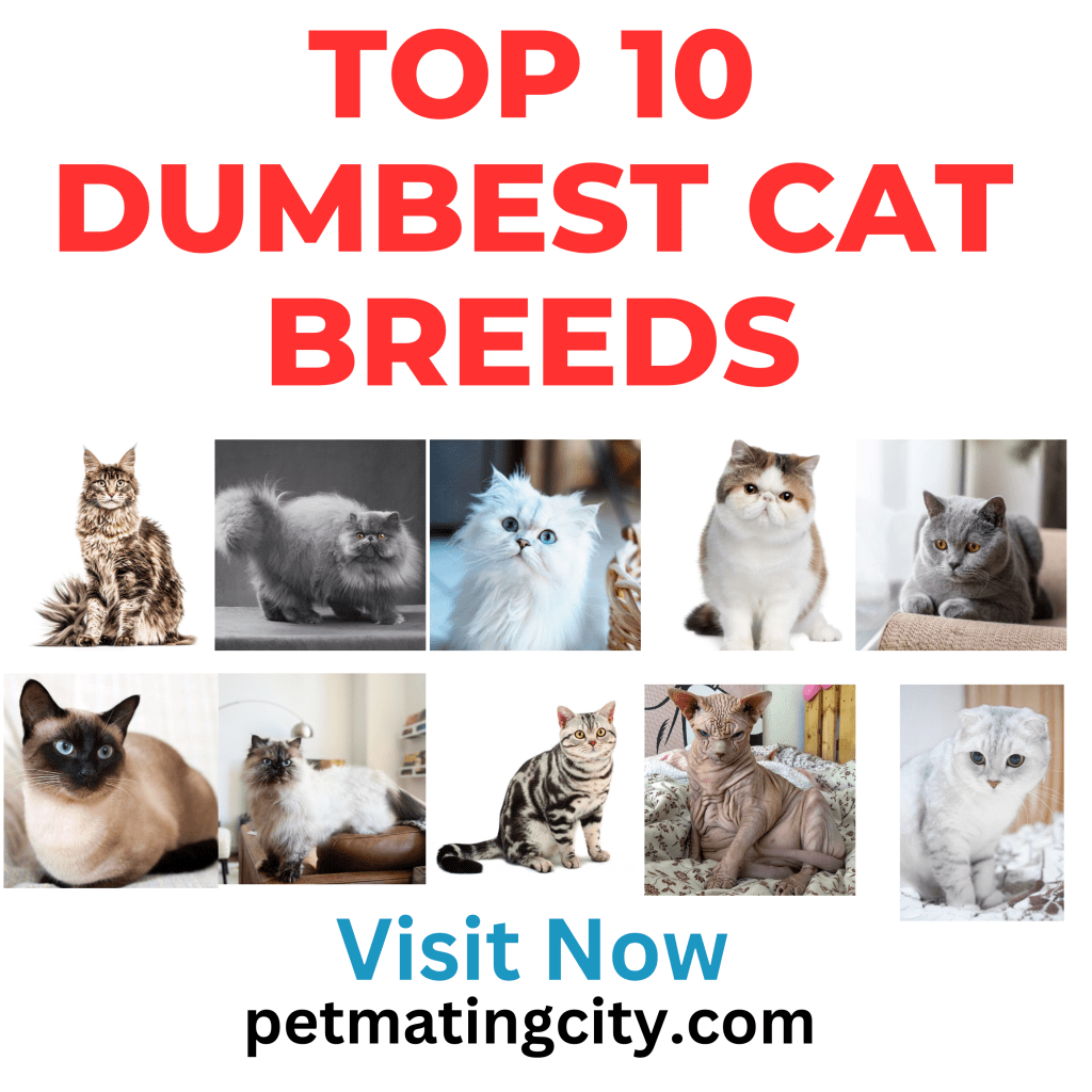 cat breeds, dumbest cat breeds, top 10, 10 dumbest cat breeds which you never knew, dumbest dog breeds, 10 most popular cat breeds, dumbest small dog breeds, expensive cat breeds, rare cat breeds, best cat breeds, cat breed, dumbest dog breeds list, friendliest cat breeds, top 10 best cat breeds, top 10 dumbest dog breeds, most popular cat breeds, what is the dumbest cat breed, dumbest dog breed, top 10 smartest cat breeds, breeds, top 10 most friendliest cat breeds