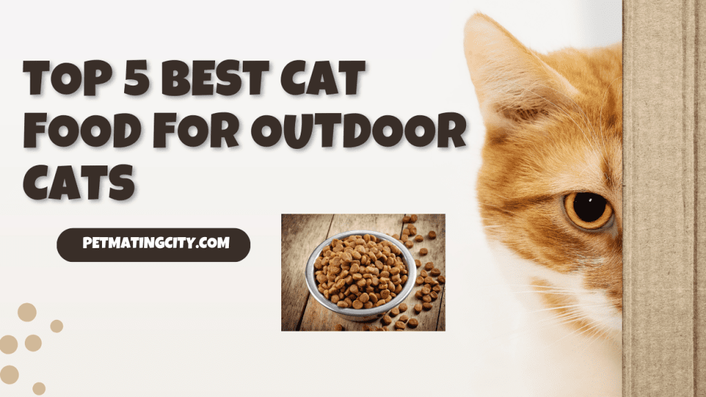 Top 5 best cat food for outdoor cats