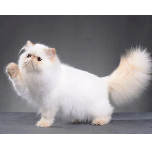 Information about Persian Cat