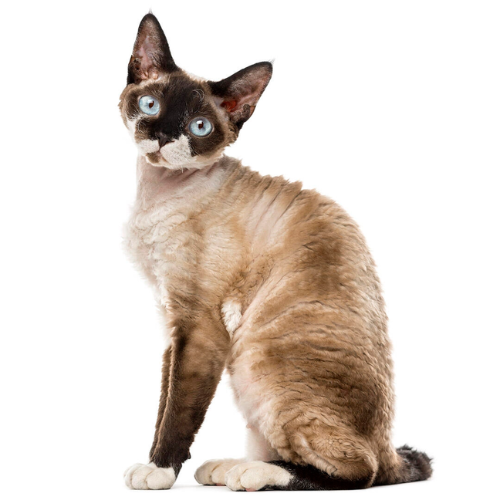 10 Fascinating Facts About Devon Rex Cats