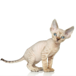 10 Fascinating Facts About Devon Rex Cats