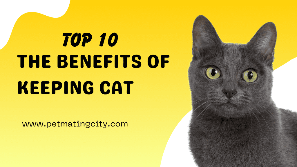 The benefits of keeping cats, why you should keep cats?
