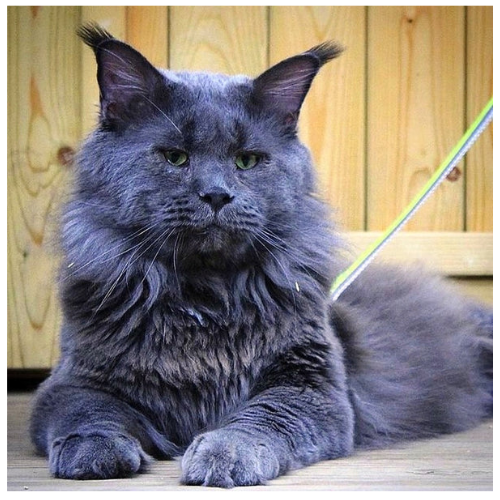 Blue Maine Coon Cats-The Ultimate Guide for Pet Lovers