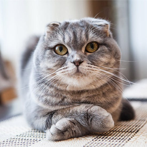 10 Fascinating Facts About Scottish Cats