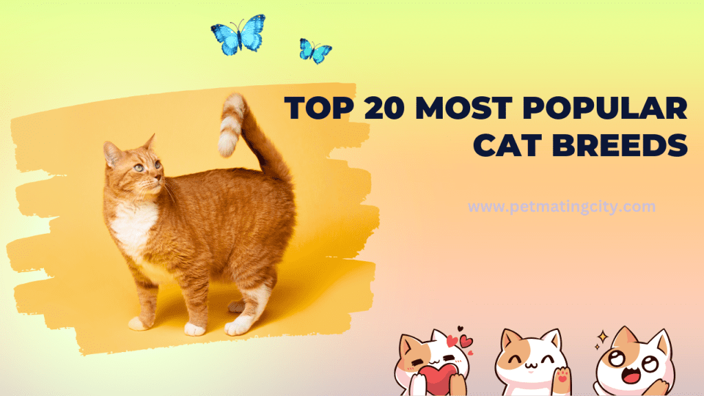 Top 20 Most popular cat breeds.