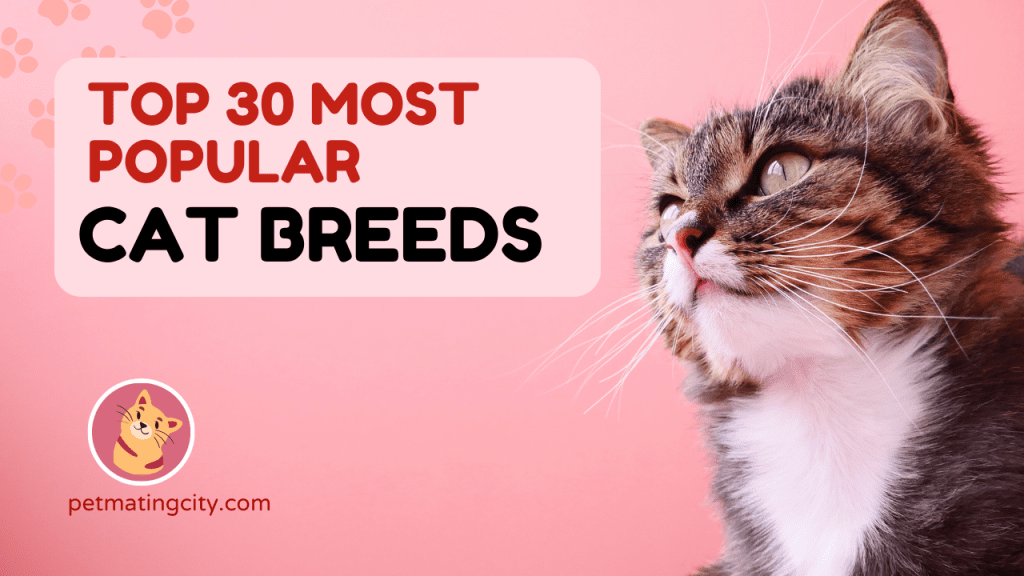 Top 30 Most popular cat breeds.