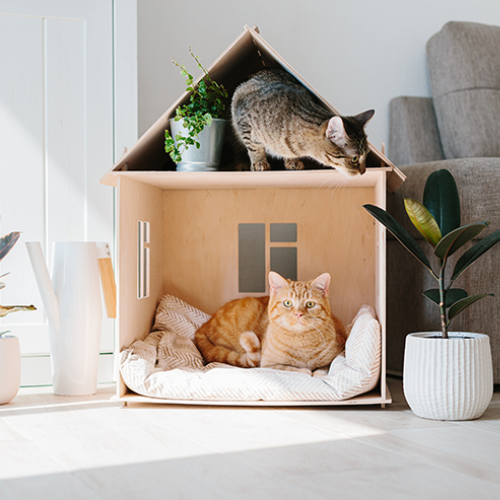 Essentials for First-Time Cat Owners