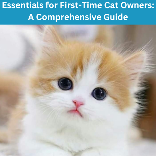 Essentials for First-Time Cat Owners