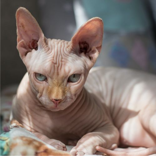 10 Essential Facts About Sphynx Cats