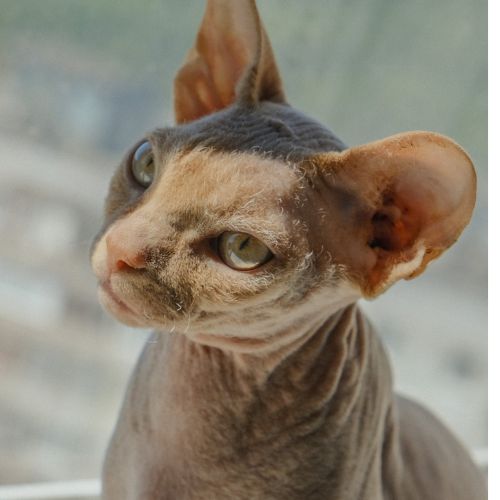 10-Essential-Facts-About-Sphynx-Cats