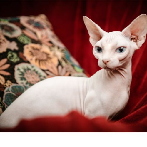 10 Essential Facts About Sphynx Cats