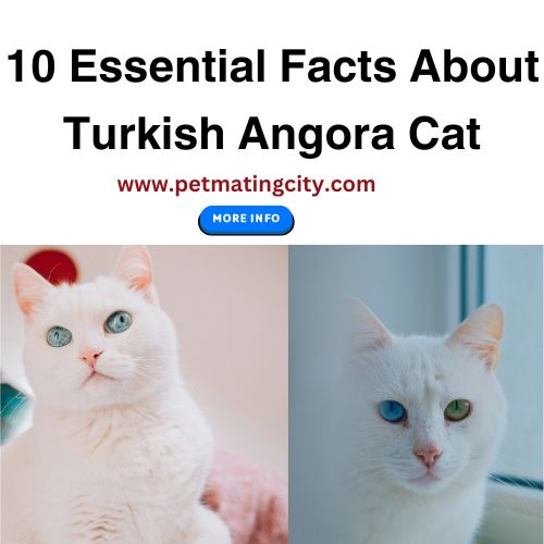 10 Essential Facts About Turkish Angora Cat