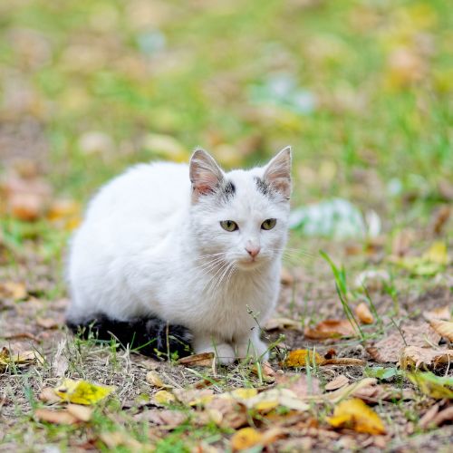 10 Essential Facts About Turkish Angora Cat