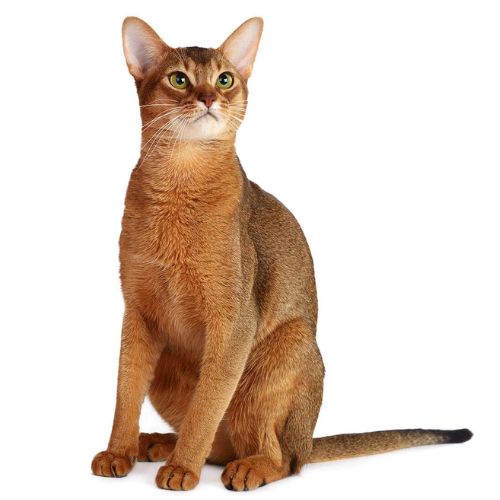 10 Fascinating Facts About Abyssinian Cats