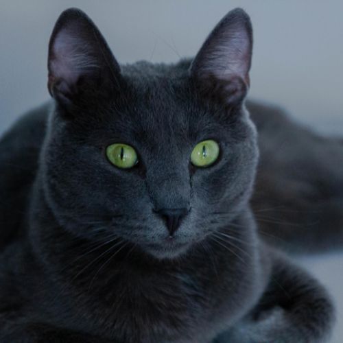 10 Fascinating Facts About Russian Blue Cats