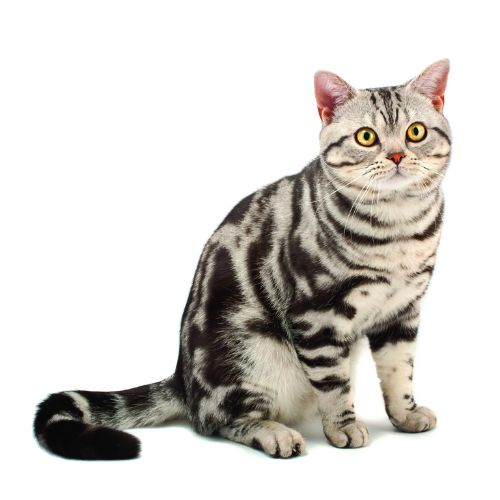 10 Fascinating Facts About American Shorthair Cats