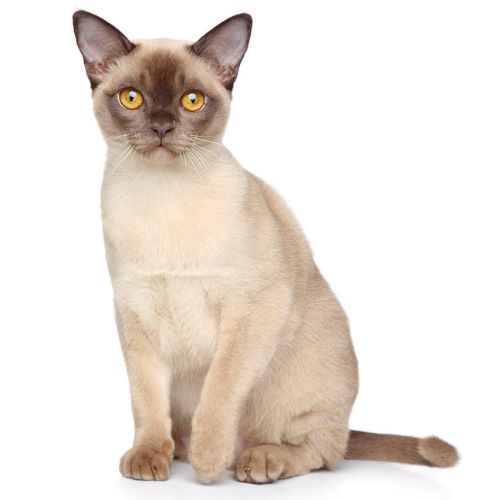 10 Fascinating Facts About Burmese Cats