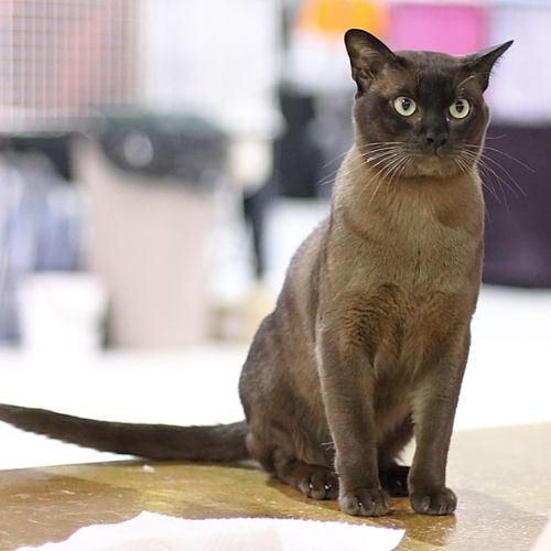 10 Fascinating Facts About Burmese Cats
