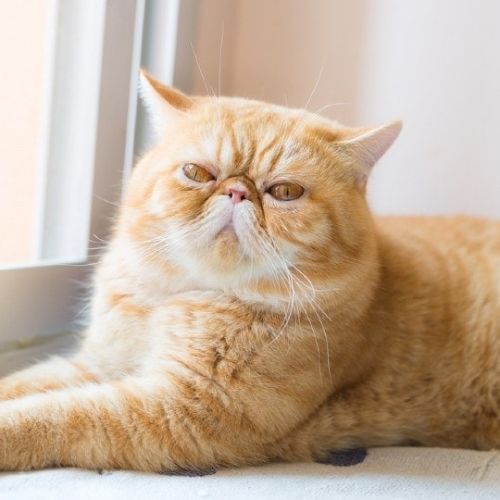 10 Fascinating Facts About Exotic Shorthair Cat