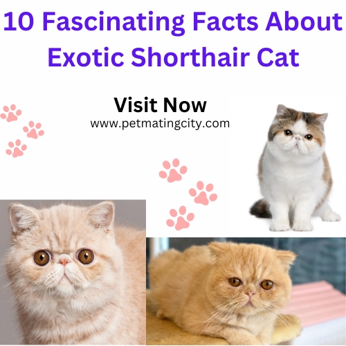 10 Fascinating Facts About Exotic Shorthair Cat (4)