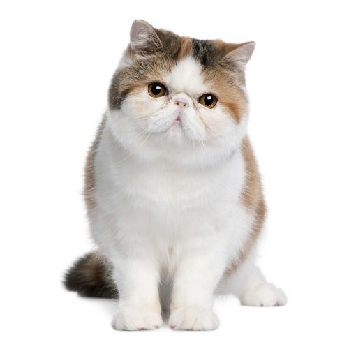 10 Fascinating Facts About Exotic Shorthair Cat