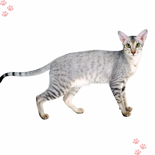 10 Fascinating Facts About Oriental Shorthair Cats