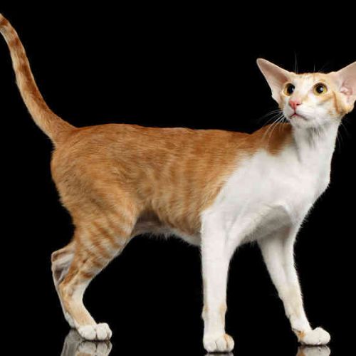 10 Fascinating Facts About Oriental Shorthair Cats