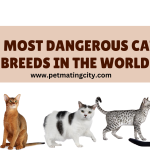10 Most Dangerous Cats Breeds In The World