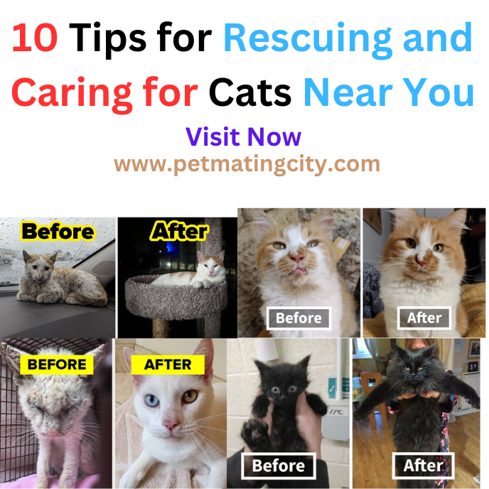 10 Tips for Rescuing and Caring for Cats Near You