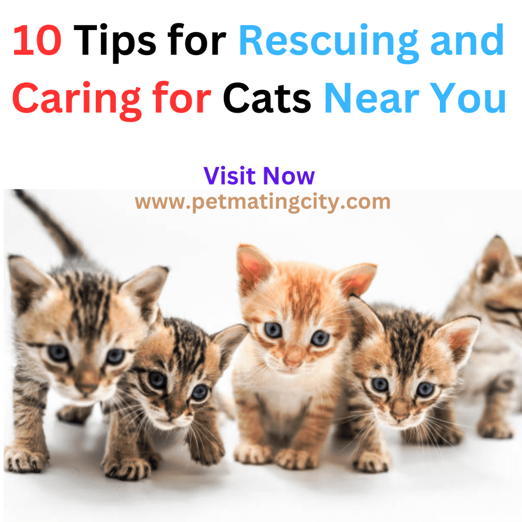 10 Tips for Rescuing and Caring for Cats Near You