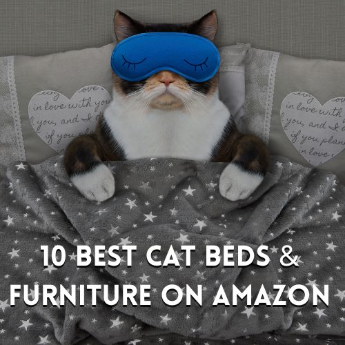 best cat beds,best cat bed,cat beds,best heated cat beds,best cat beds 2021,the best cat beds,best cat beds for,best cat beds 2020,best cat beds to buy,best cat beds for the money,cat bed,best cat beds buying guide,best cat beds for older cats,cheapest cat beds,top cat beds,best cat beds 2024,best budget cat beds,cat beds review,top rated cat beds,10 best value pet dog and cat bed's,best best cat beds,best cat beds 2022,top 5 best cat beds