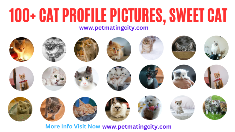 100-Cat-profile-picture-I-Sweet-cat-I-Cute-kitty-pics-I-Beautiful-cat-pictures