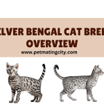 Silver Bengal Cat Breed Overview