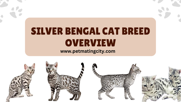Silver Bengal Cat Breed Overview