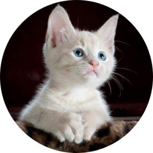 petmatingcity.com, pet lover, Cat, Dog, Pet