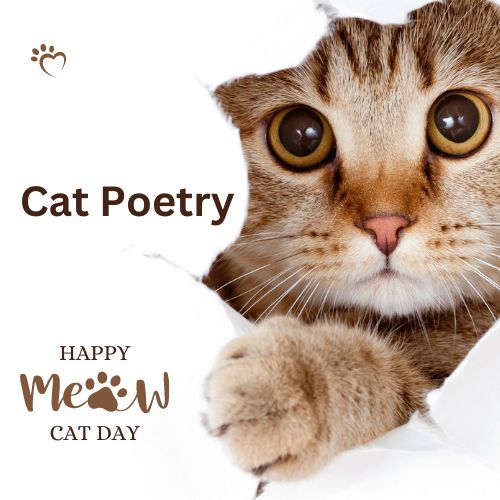 Cat poetry