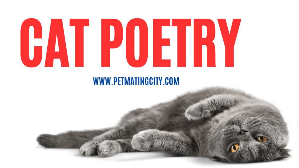 Cat poetry