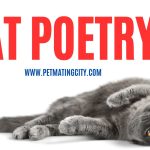 Cat-poetry